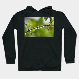 Water droplets and reflection Hoodie